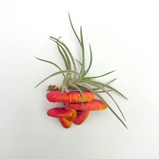Colorful Edodes Fungus themed floating shelf featuring vibrant pink and orange textures, adorned with air plant for added elegance.
