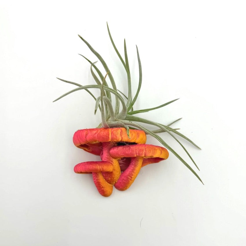 Close-up view of a vibrant pink and orange Edodes Fungus floating shelf with an air plant, highlighting its unique design.