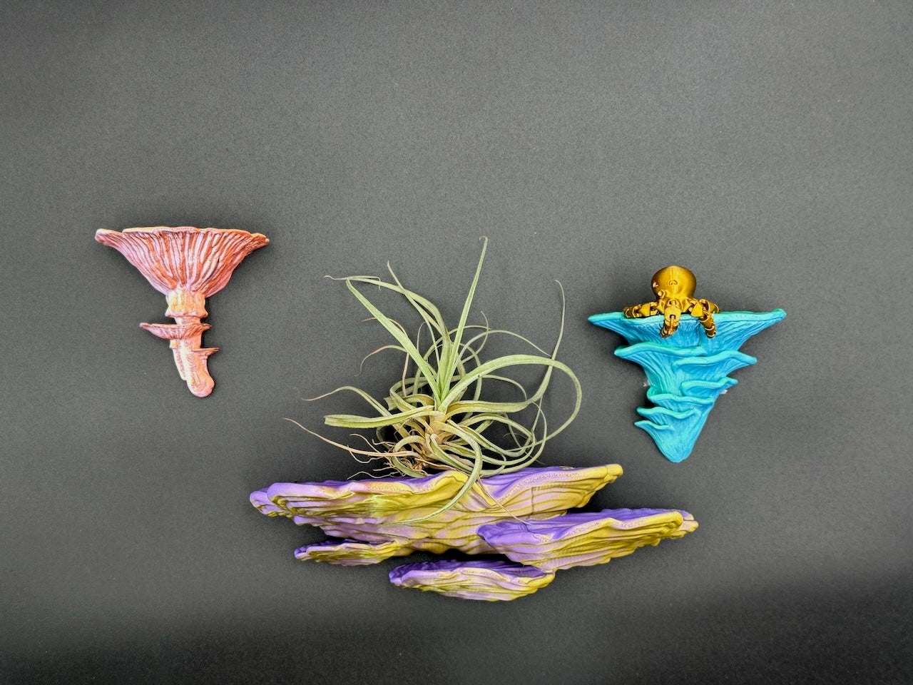 Colorful arrangement of Djamor Fungus floating shelves with air plants, illustrating variety in design and color options for home decor.