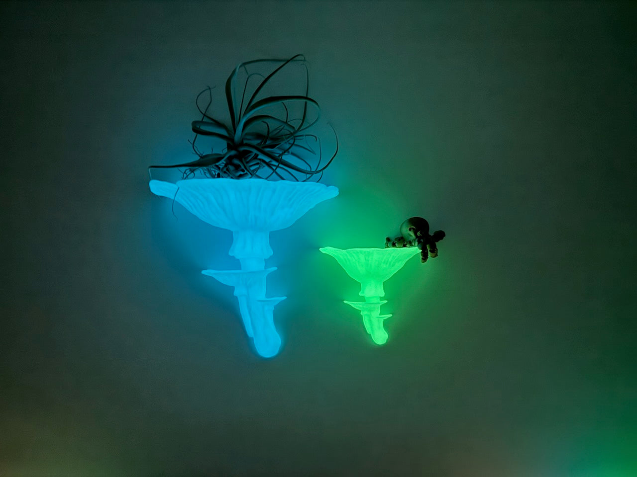 Glow in the dark Amanita mushroom floating shelves showcasing air plants, creating a whimsical and inviting ambiance in a dark room.