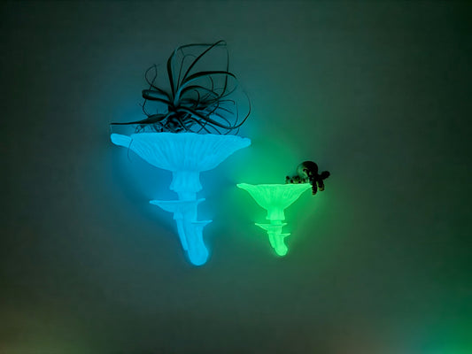Glow in the dark Amanita mushroom floating shelves showcasing air plants, creating a whimsical and inviting ambiance in a dark room.