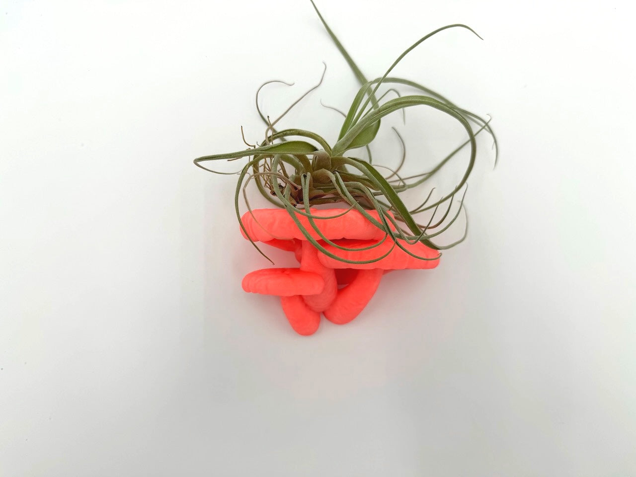 Bright pink Edodes fungus floating shelf with an air plant on it, set against a white background for a minimalist look.