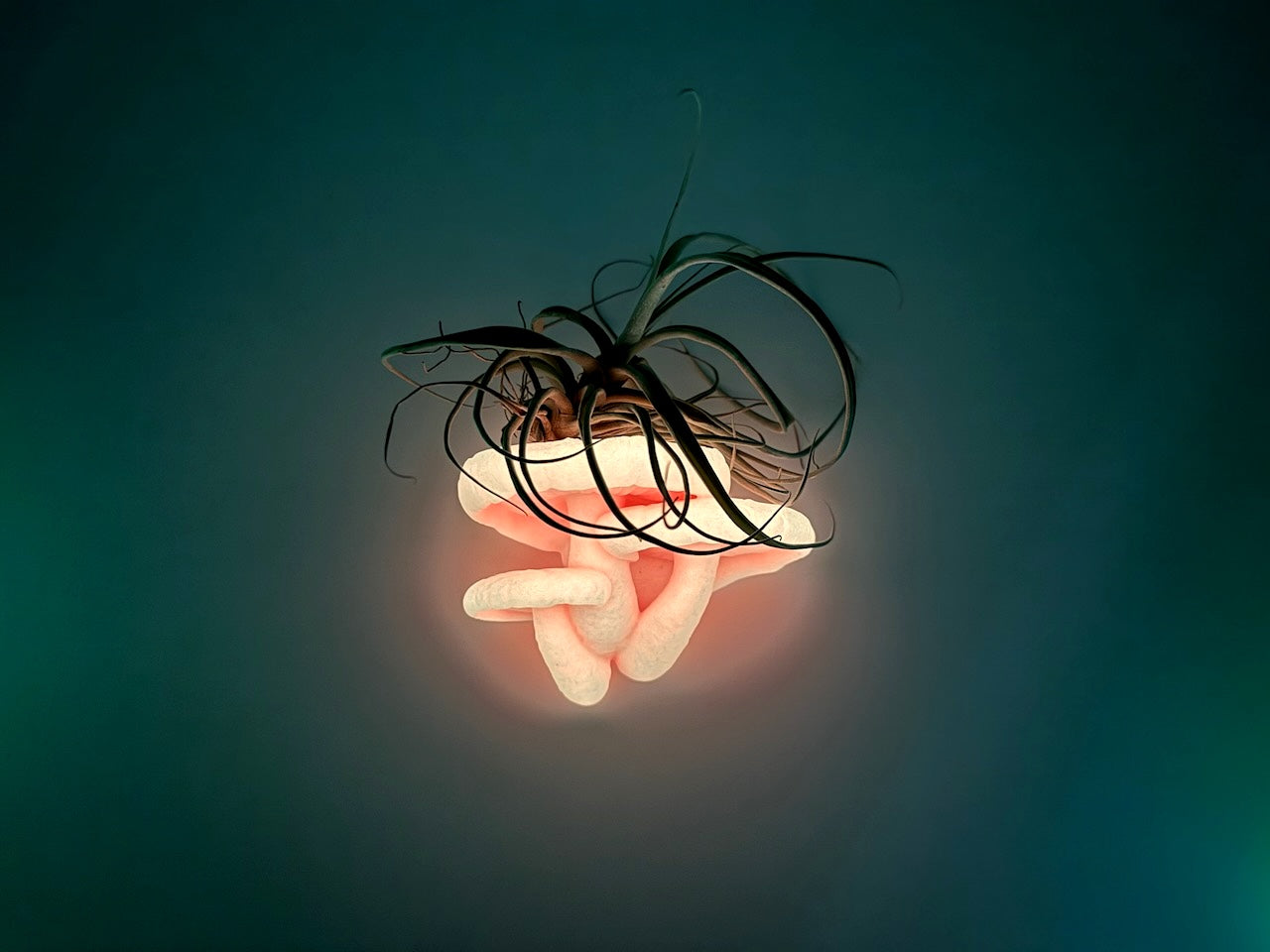 Close-up of a glowing Edodes fungus floating shelf with decorative air plants, creating a warm ambiance against a dark background.