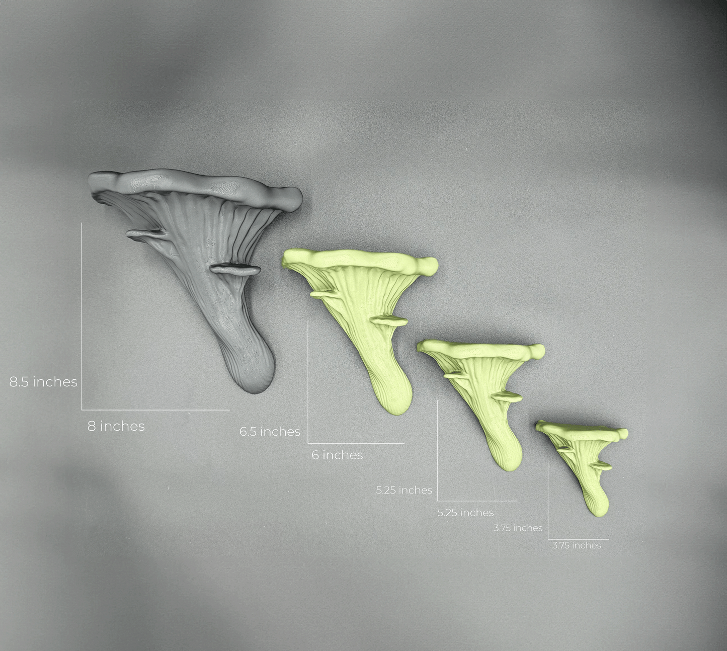 Four sizes of Oyster Floating Shelves in different colors, measured and labeled, perfect for organizing and enhancing interior spaces with a natural touch.
