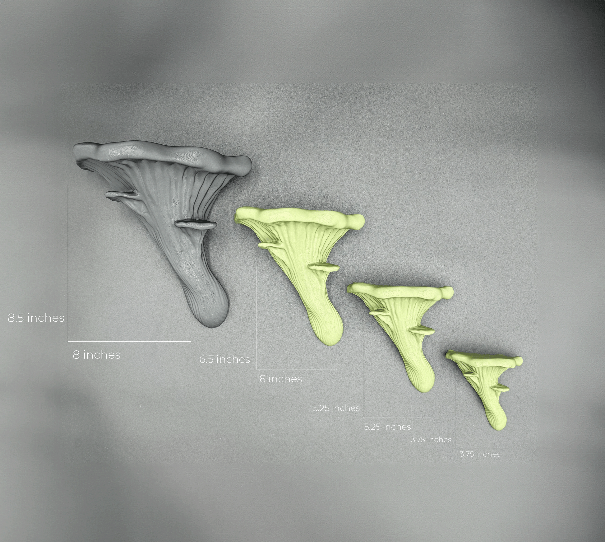 Four sizes of Oyster Floating Shelves in different colors, measured and labeled, perfect for organizing and enhancing interior spaces with a natural touch.