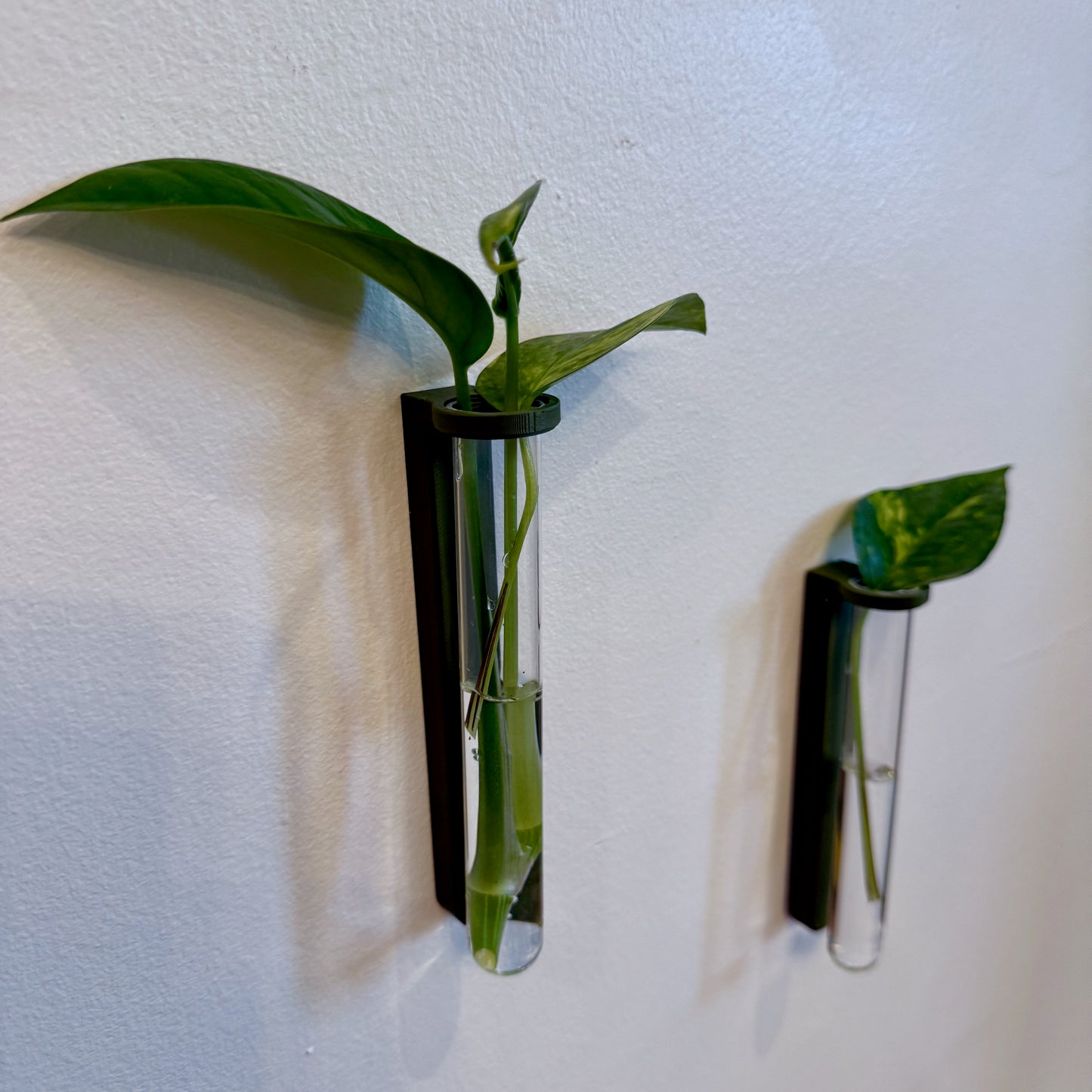 A set of two wall-mounted propagation stations featuring sleek glass tubes in minimalist black holders, perfect for growing plant cuttings.